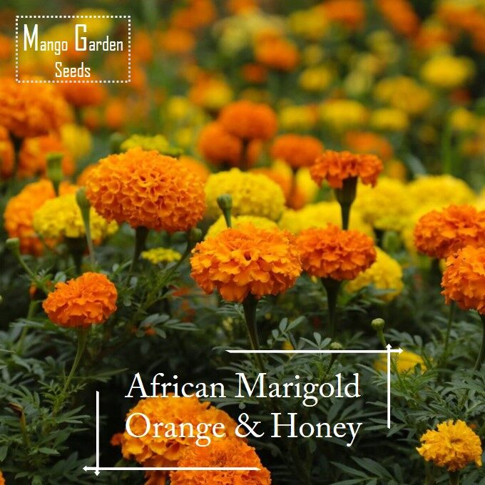 Bunga Marigold sebagai kawalan serangga secara organik